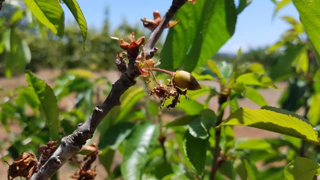 산타 아그네스 데 코로나 Finca Can Pepis 빌라 펜션